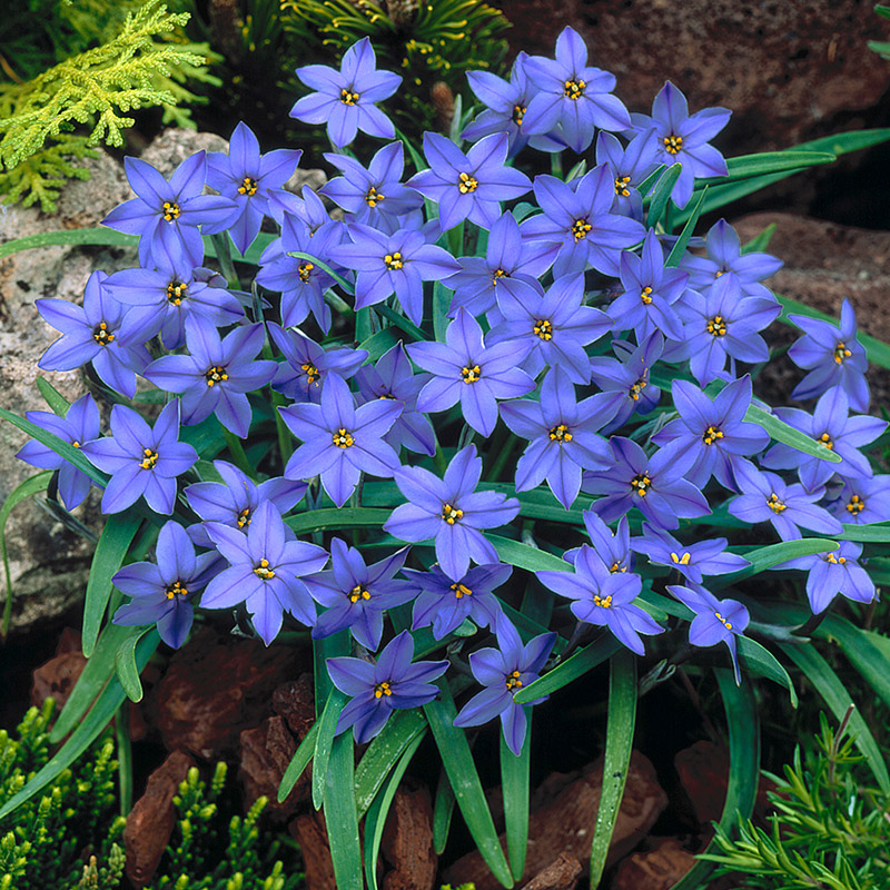 Ipheion Jessie 4/+ , à 100