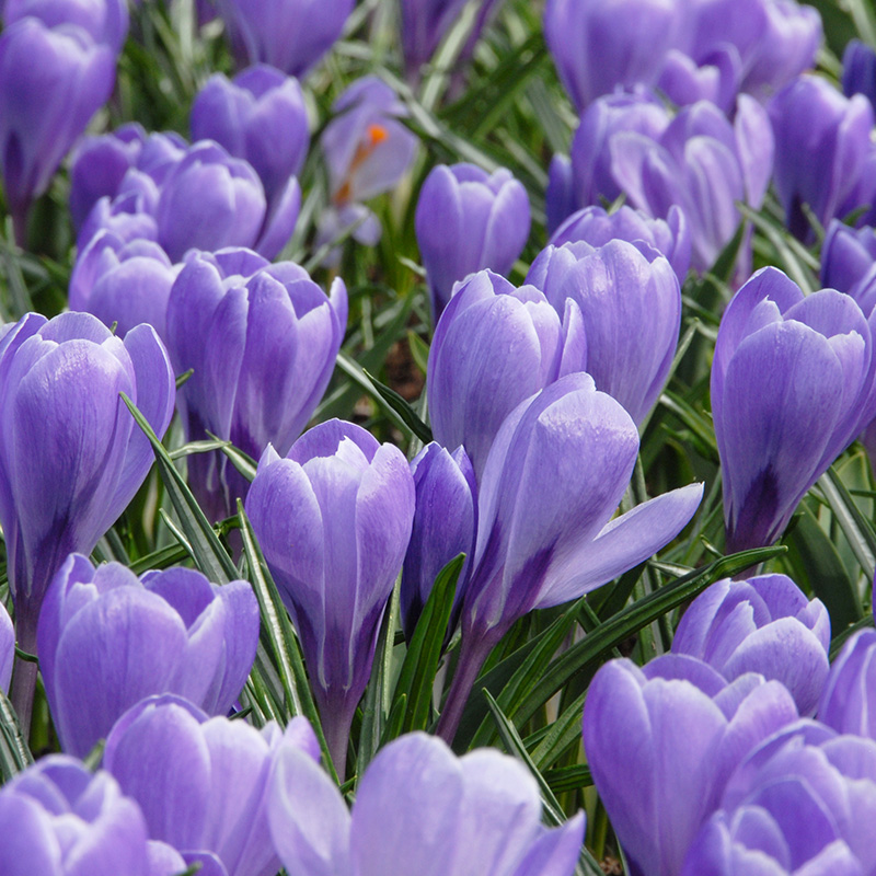 Crocus Grand Maître 7/8 , à 100