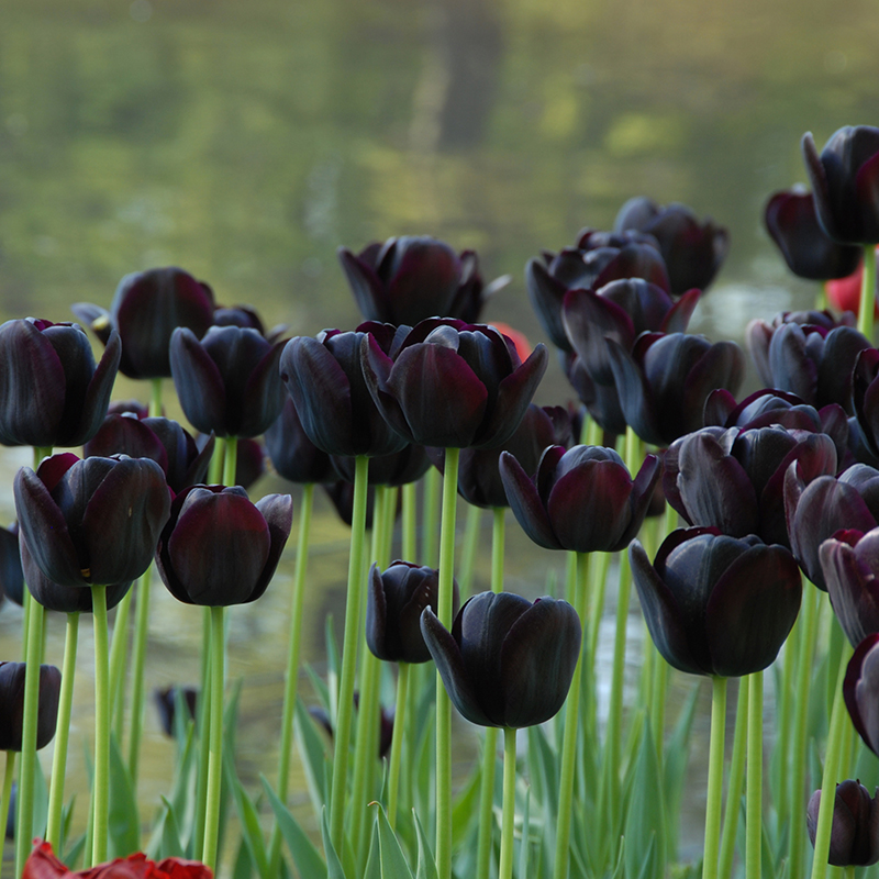 Tulipa Queen of Night 12/+ , à 50