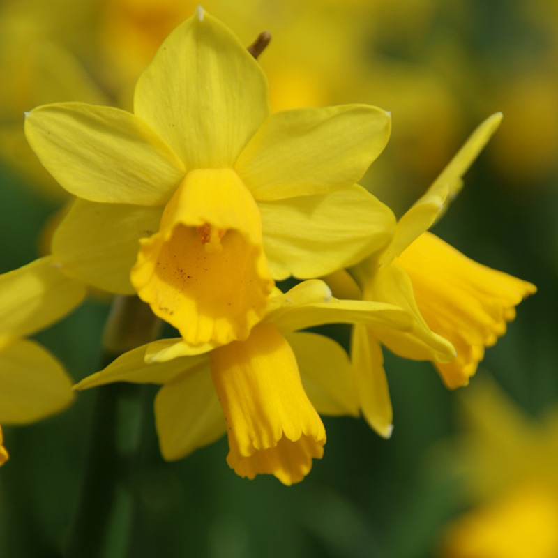 Narcissus T