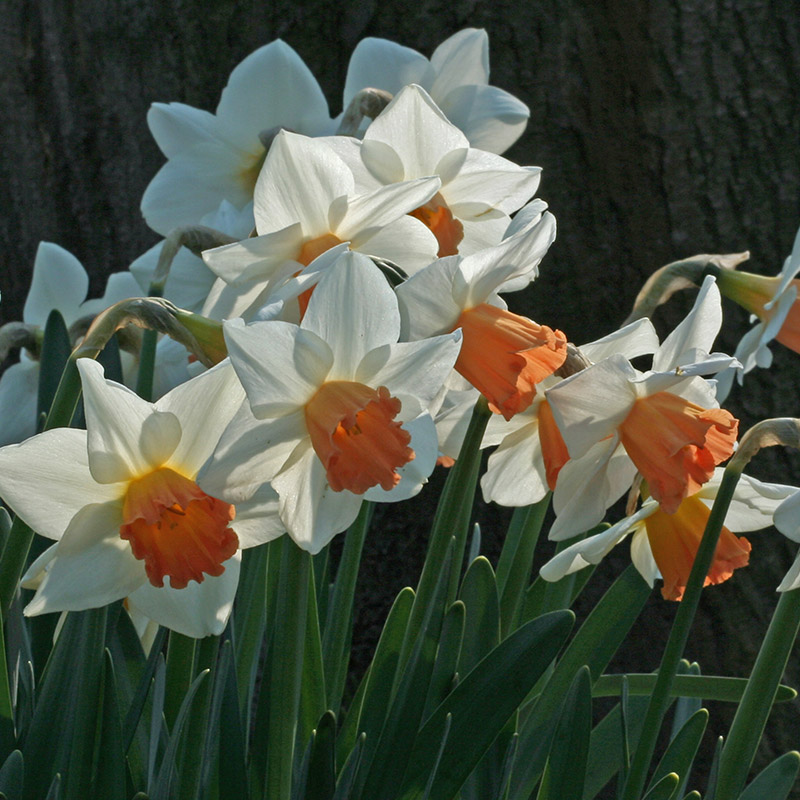 Narcissus Accent sp14/16 , 