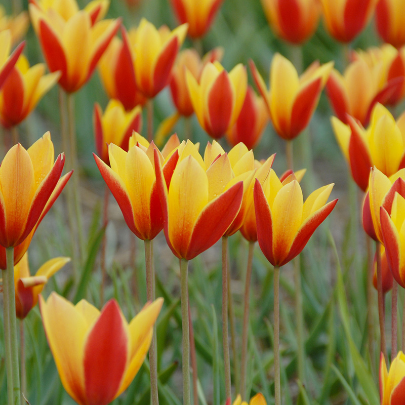 Tulipa clusiana Tubergen's Gem 5/+ , à 50