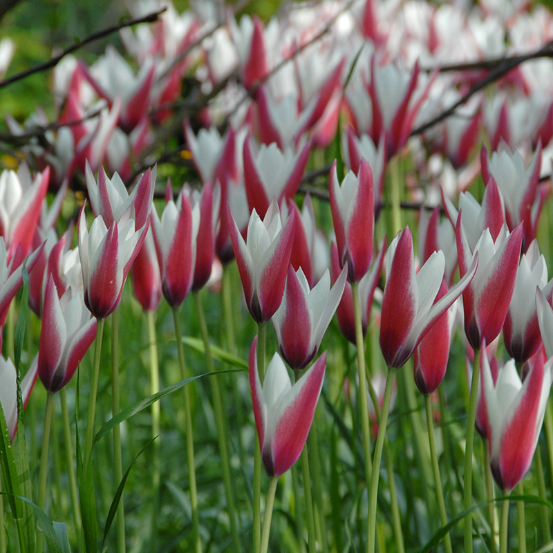 Tulipa Peppermintstick 6/+ , 