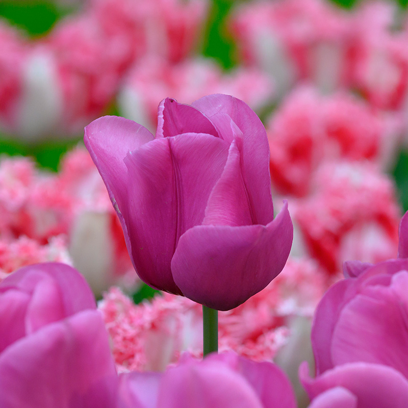 Tulipa Purple Raven 12/14 , à 50