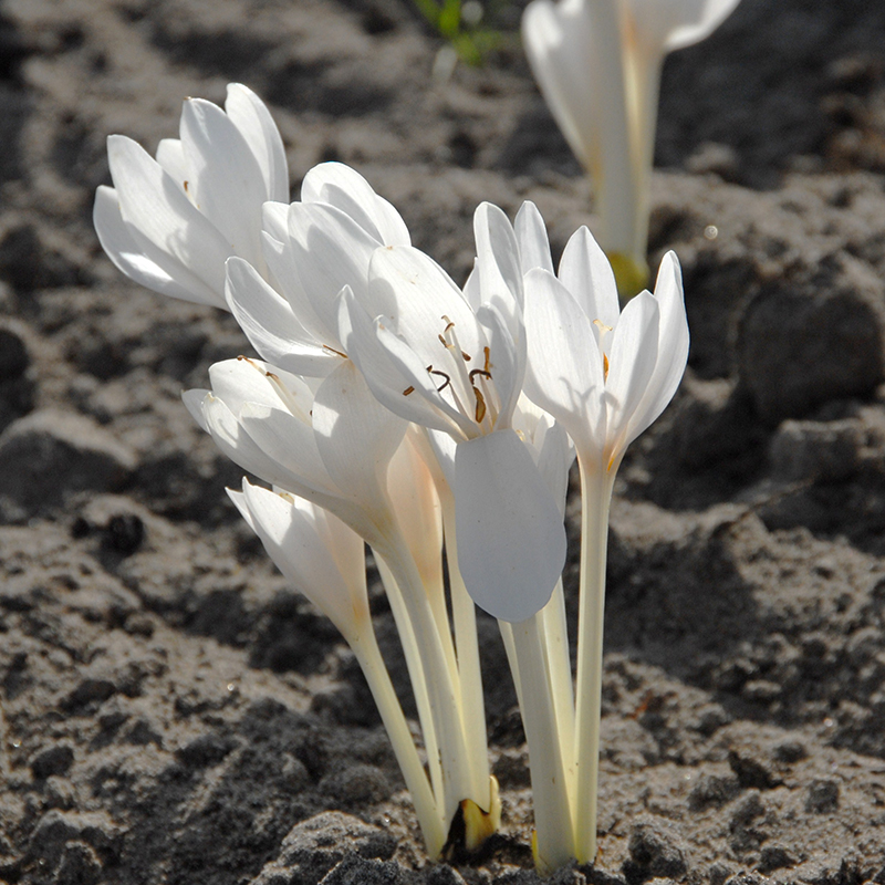 Colchicum autumnale Album 13/+ , 