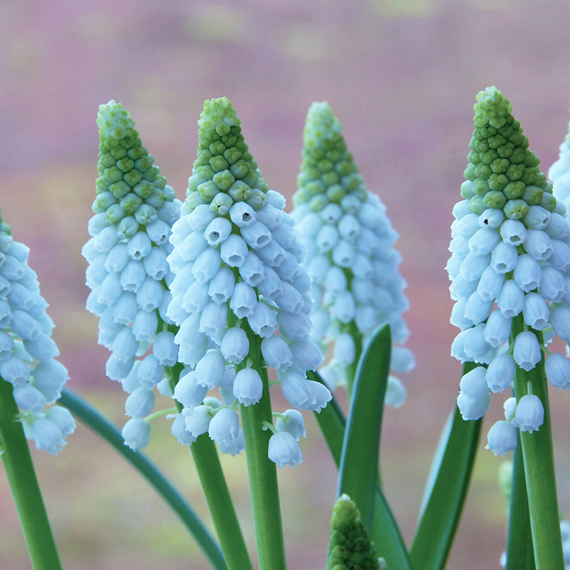 Muscari Baby's Breath