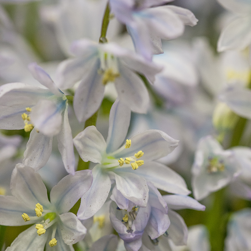 Scilla mischtschenkoana 7/8 , à 100 Scilla mischtschenkoana 7/8 , à 100