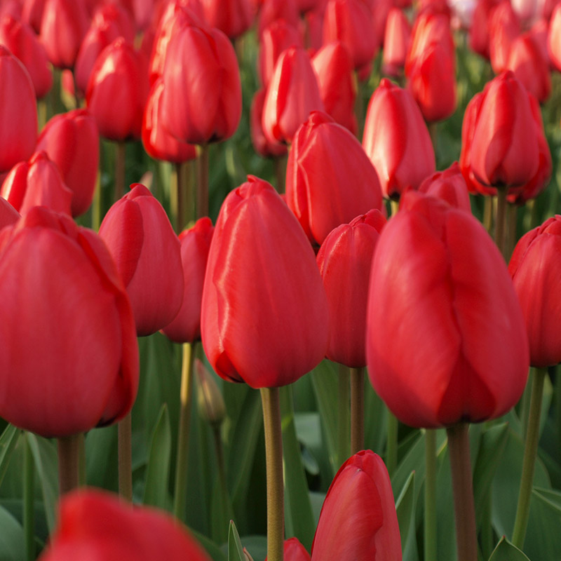 Tulipa Red Impression® 12/+ , à 50