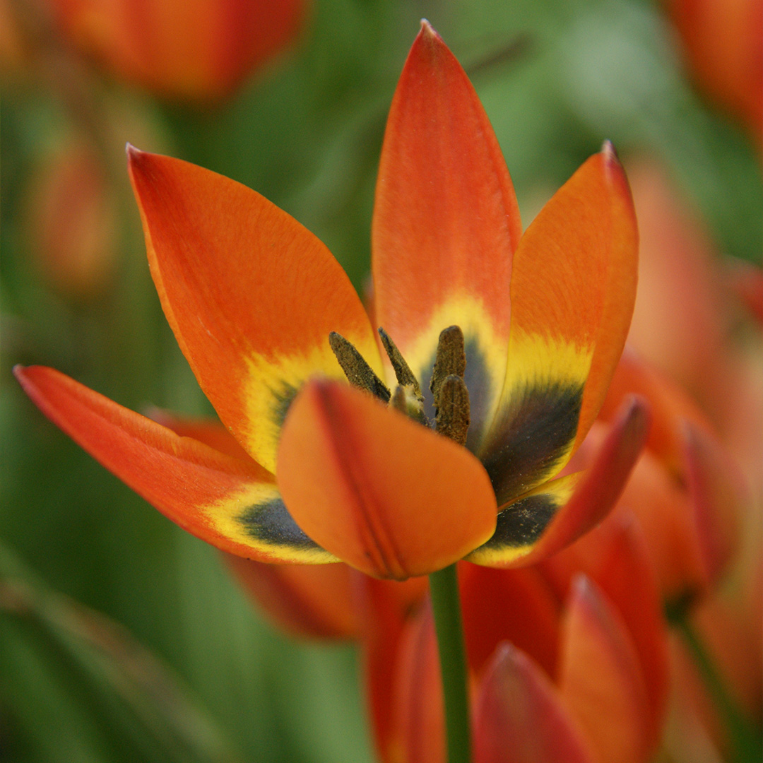 Tulipa humilis Little Princess 6/+ , à 50