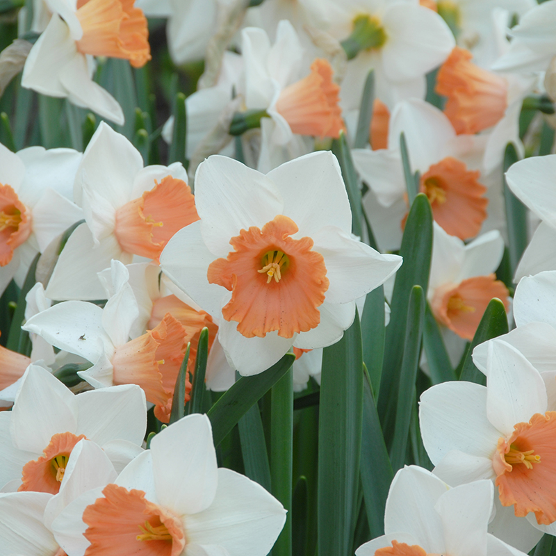 Narcissus Chromacolor sp14/16 , à 50