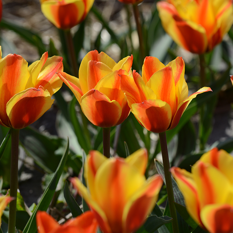 Tulipa Cape Cod 12/14 , 