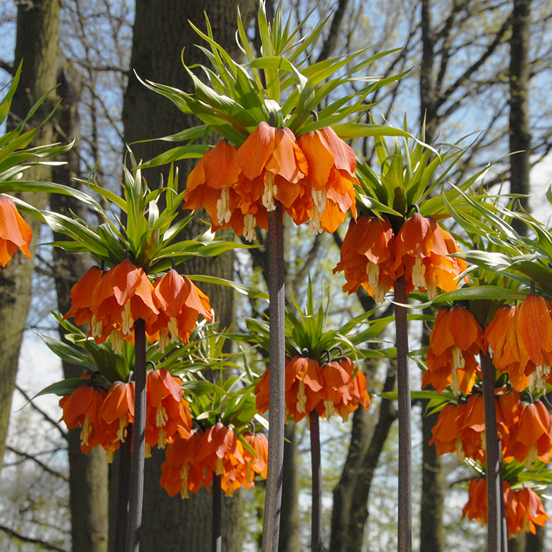 Fritillaria imperialis Aurora 24/+ , 