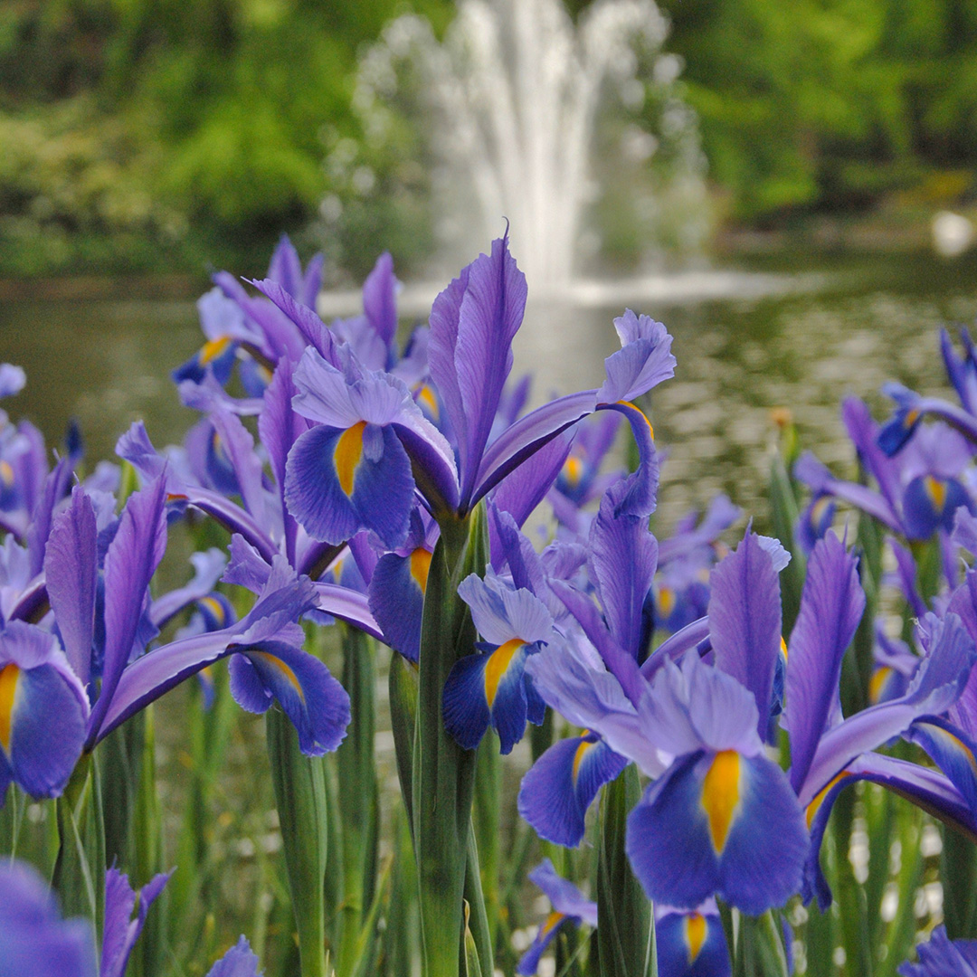 Iris hollandica Discovery® 8/+ , à 100