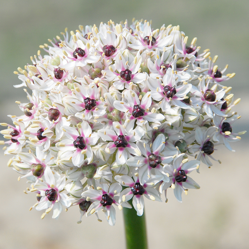 Allium Silver Spring 10/+ , à 25