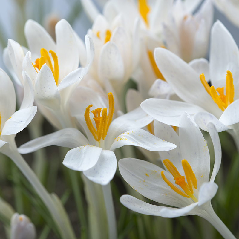 Crocus tommasinianus Albus 5/+ , 