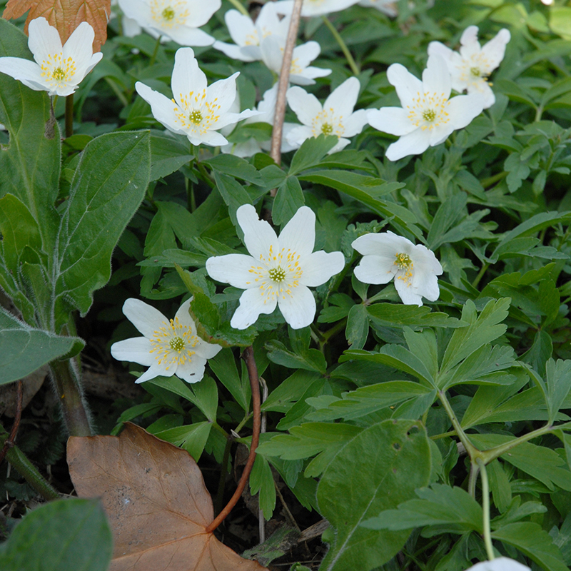 Anemone nemorosa I , 