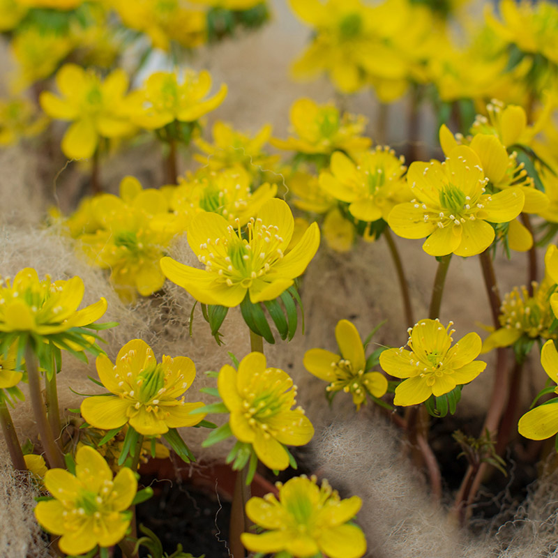 Eranthis cilicica 4/+ , 