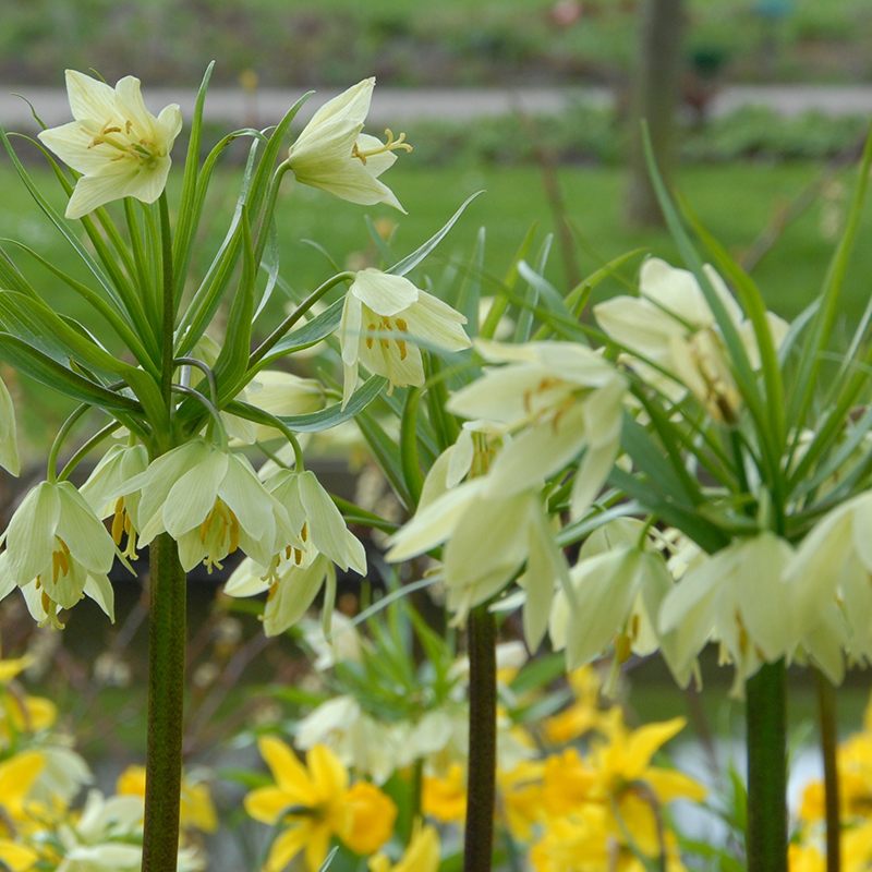 Fritillaria raddeana 16/+ , 