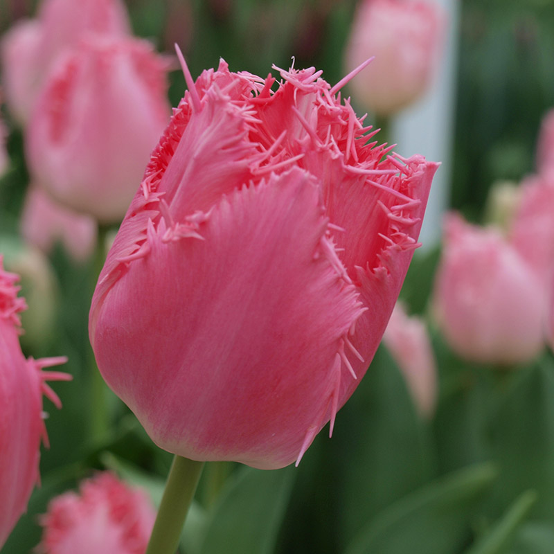 Tulipa Cacharel® 12/+ , à 50