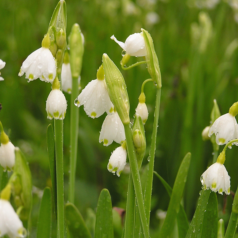 Leucojum aestivum 10/12 , 