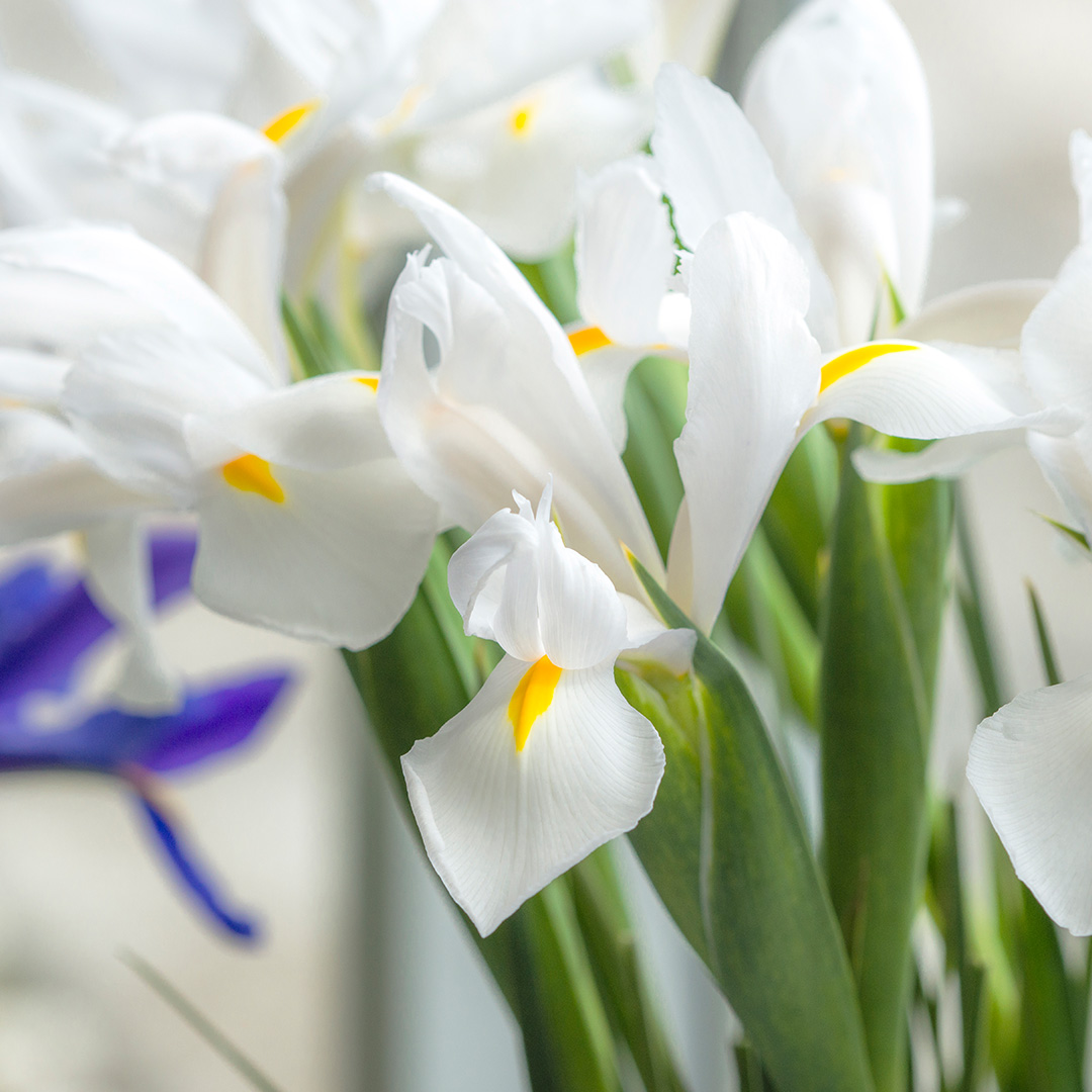 Iris hollandica Alaska® 8/+ , à 100