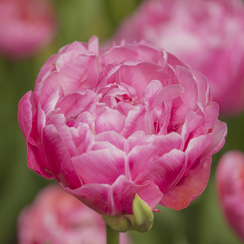 Tulipa Amazing Grace® 12/14 , à 50