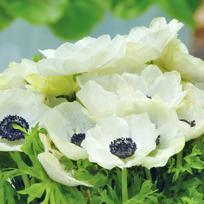 Anemone Bride 7/8 , 