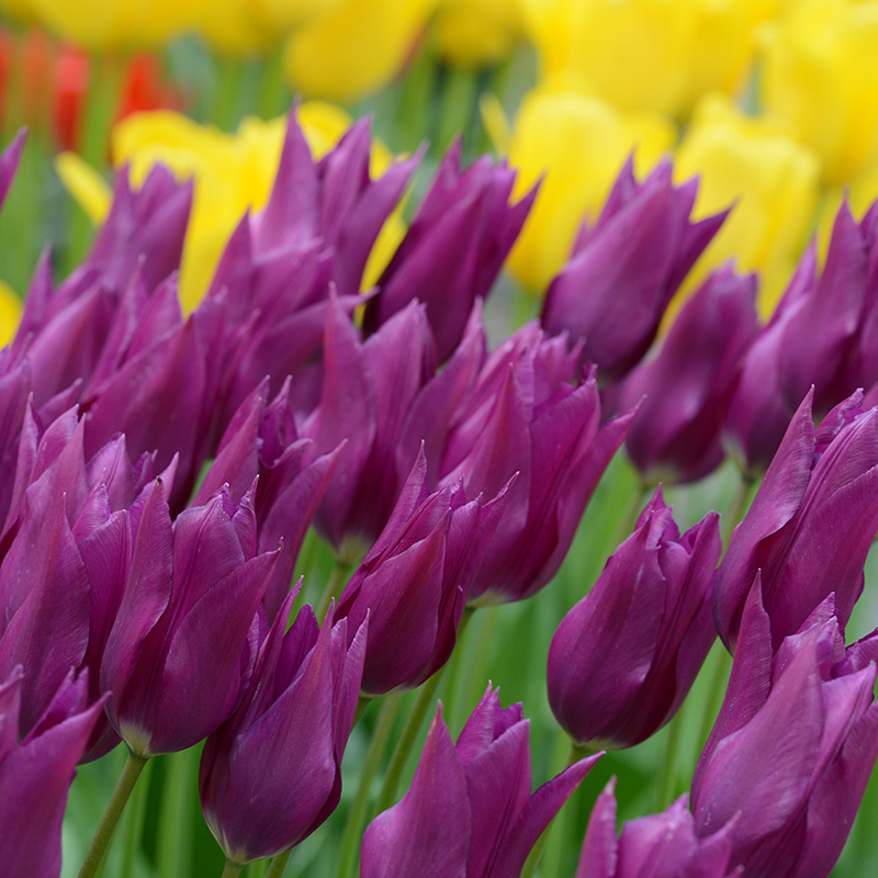 Tulipa Yume no Murasaki (Purple Dream)  12/+ , à 50