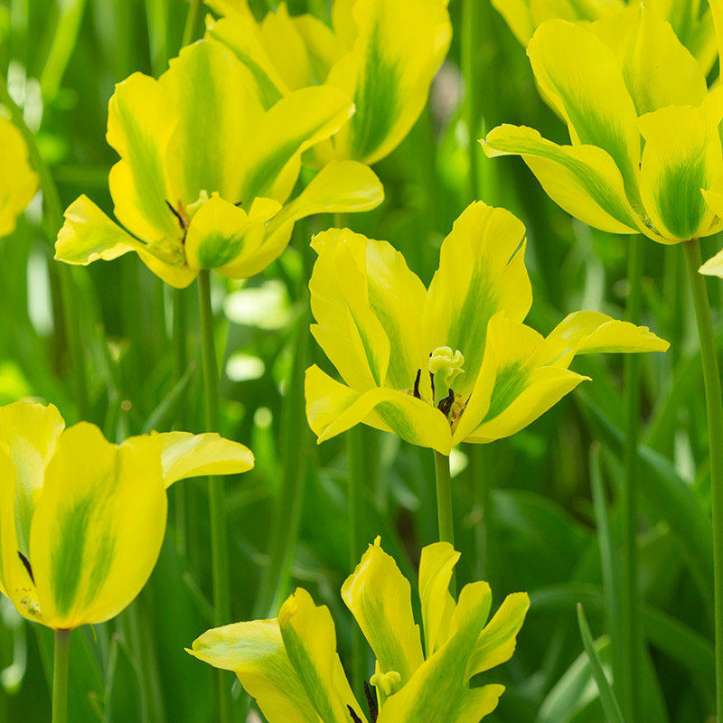 Tulipa Formosa 12/+ , à 50