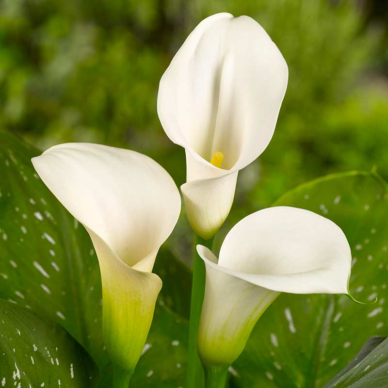Zantedeschia Captain Ventura® 14/+ , à 10