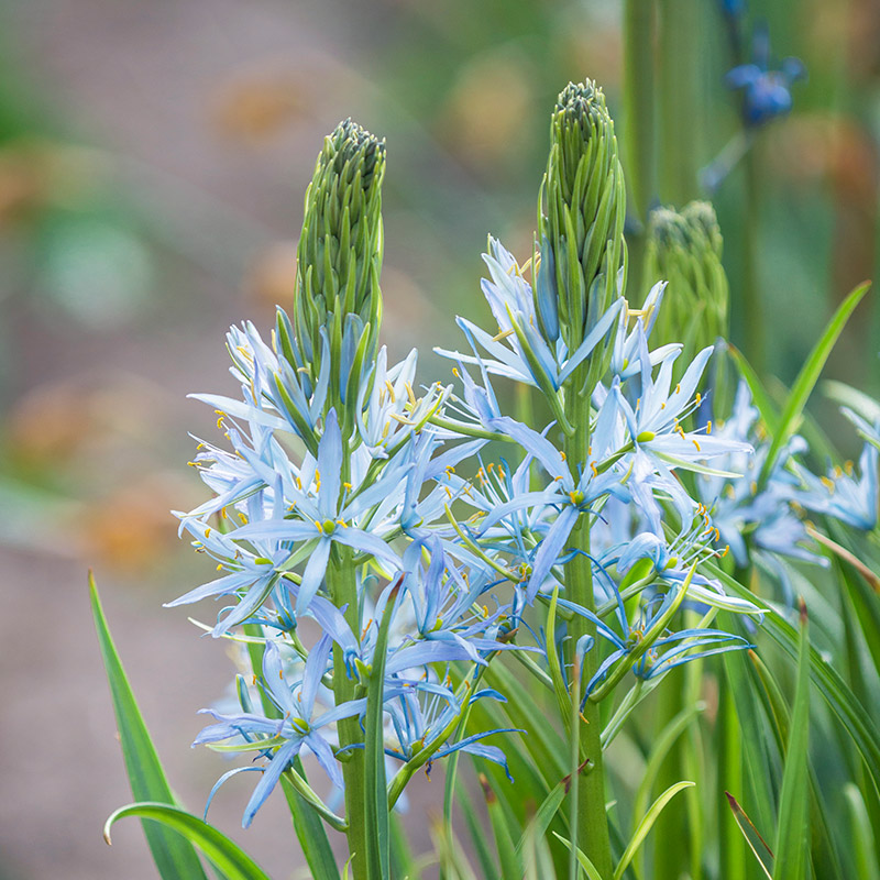 Camassia leichtlinii Blue Heaven 14/16 , 