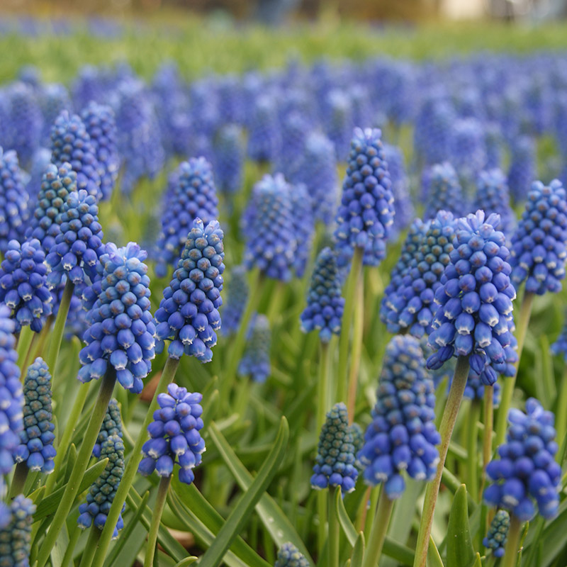 Muscari (aucheri) Blue Magic