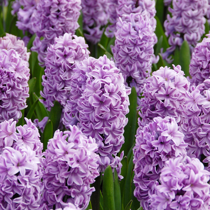 Hyacinthus Splendid Cornelia 16/17 , à 50