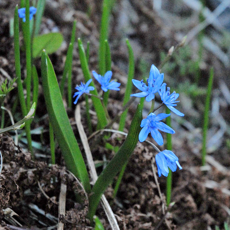 Scilla bifolia 5/+ , à 100 Scilla bifolia 5/+ , à 100