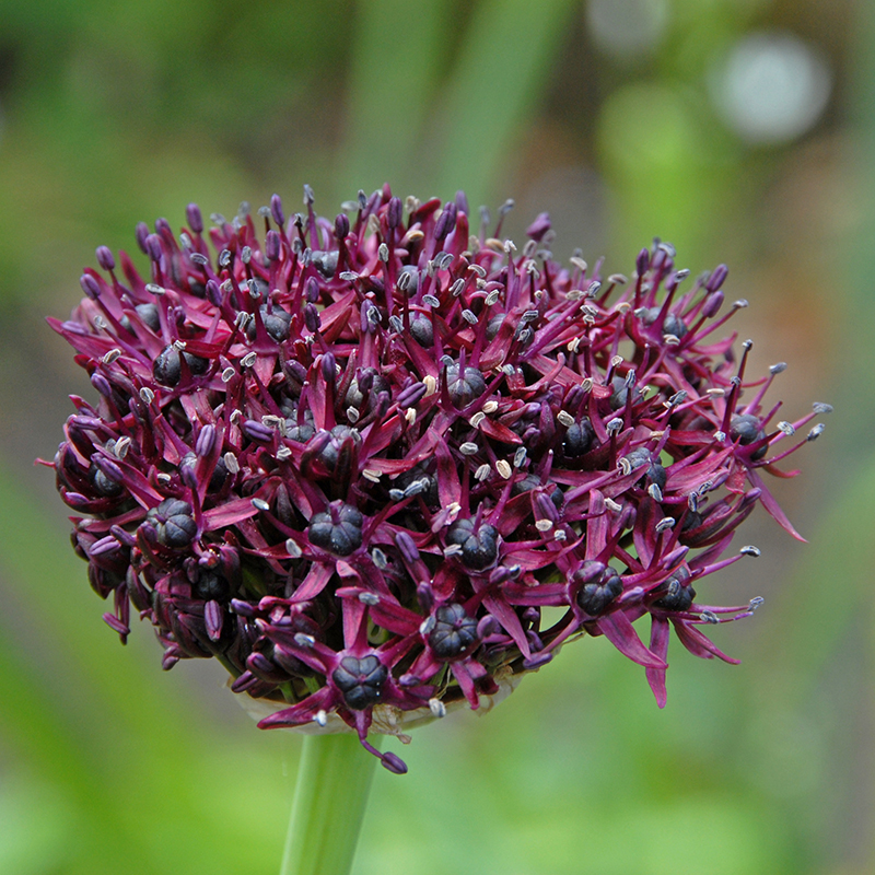 Allium atropurpureum 8/10 , à 50