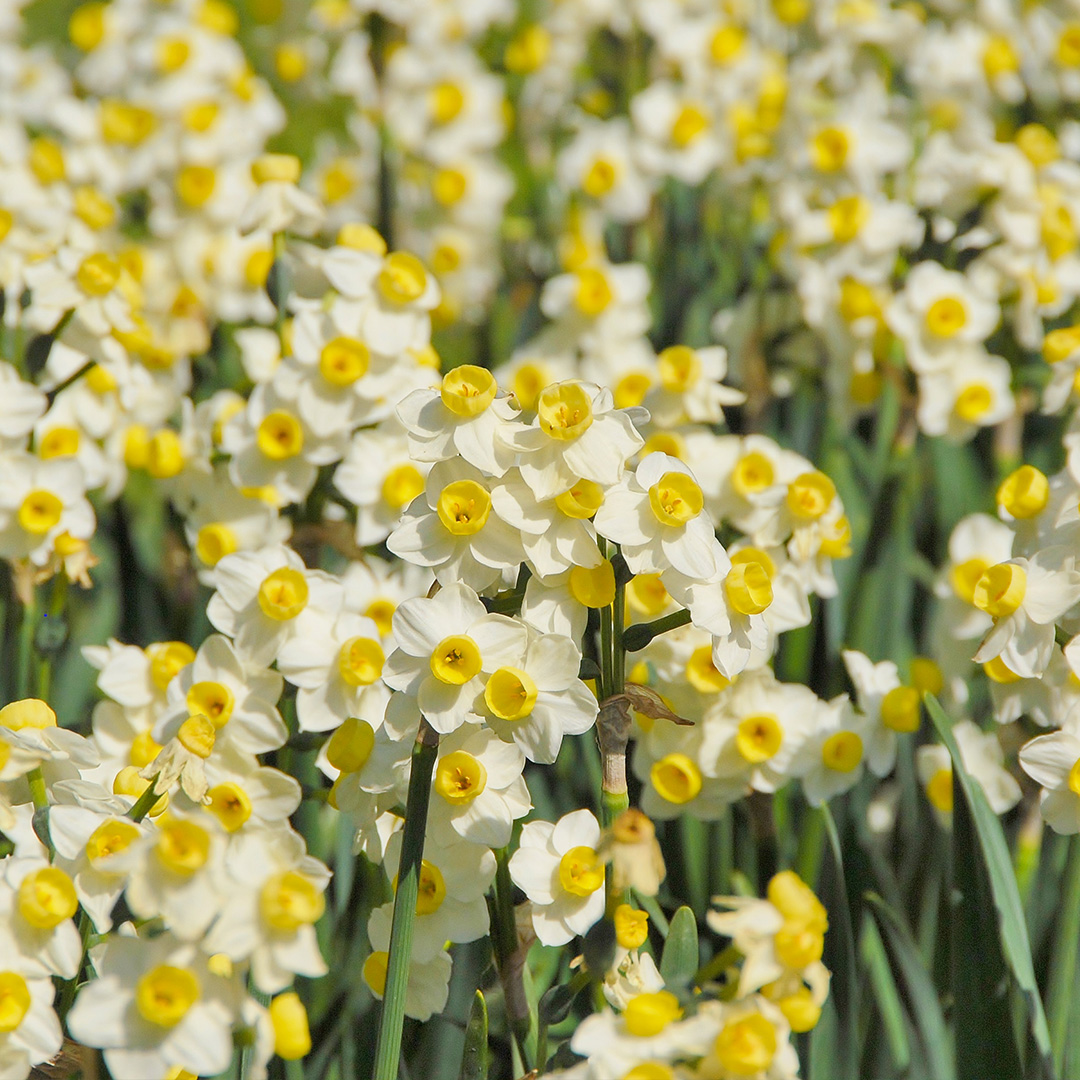 Narcissus Avalanche 13/15 , à 50