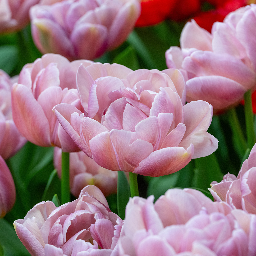 Tulipa Beachberry® 12/+ , à 50
