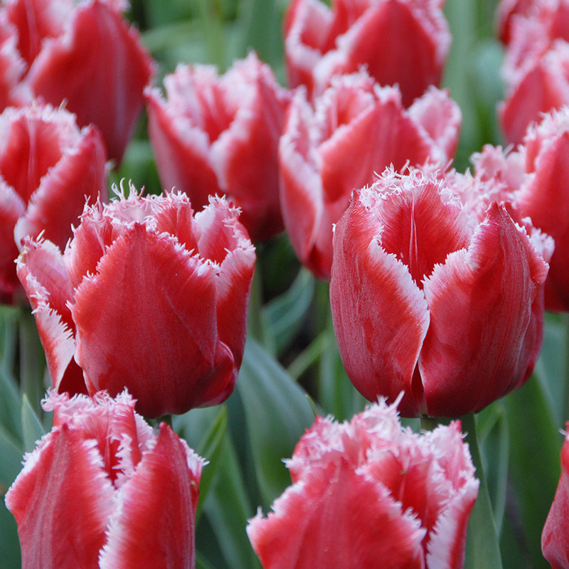 Tulipa Canasta