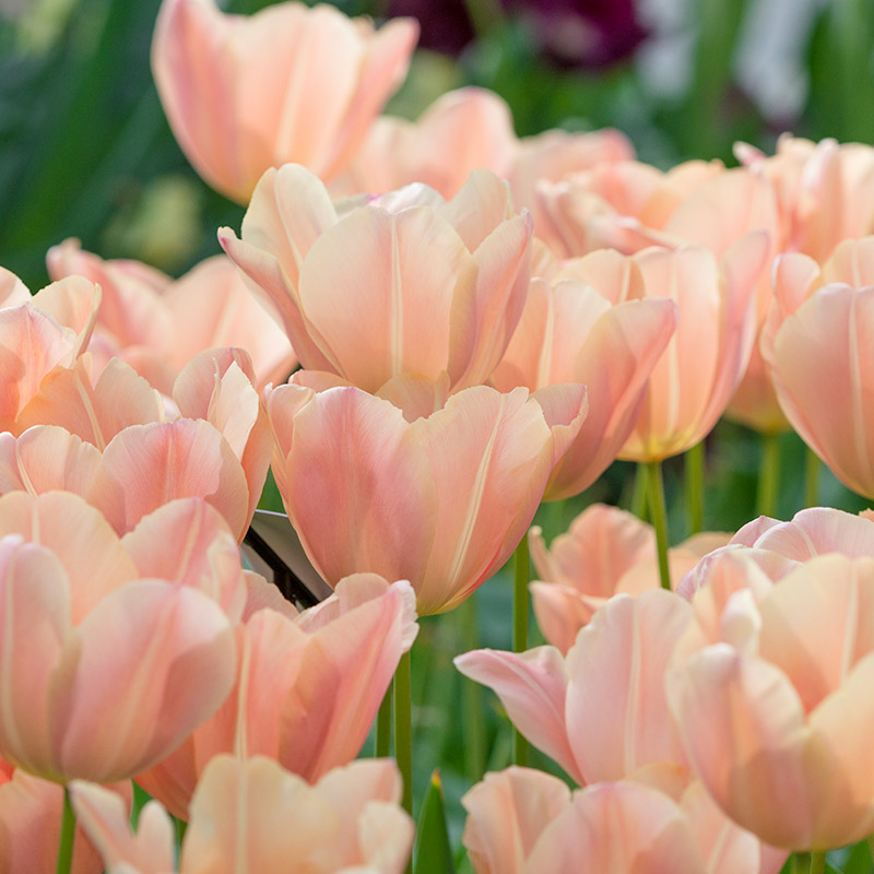 Tulipa Apricot Foxx® 12/14 , à 50