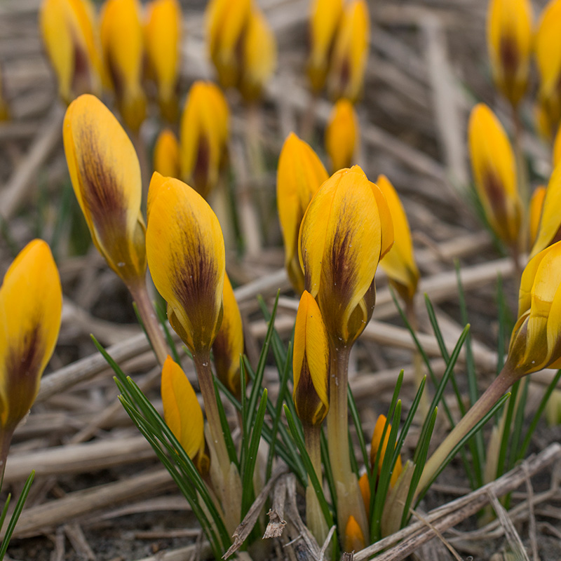 Crocus chrysanthus Goldilocks 5/+ , 