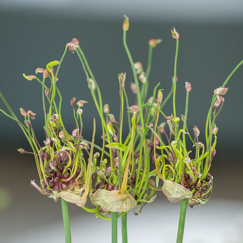 Allium scorodoprasum Art