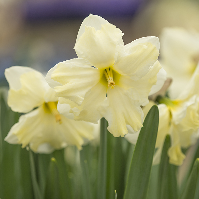 Narcissus Cassata sp14/16 , à 50