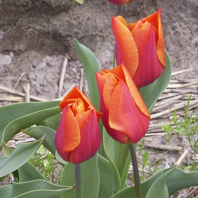 Tulipa Véronique Sanson 12/14 , à 50