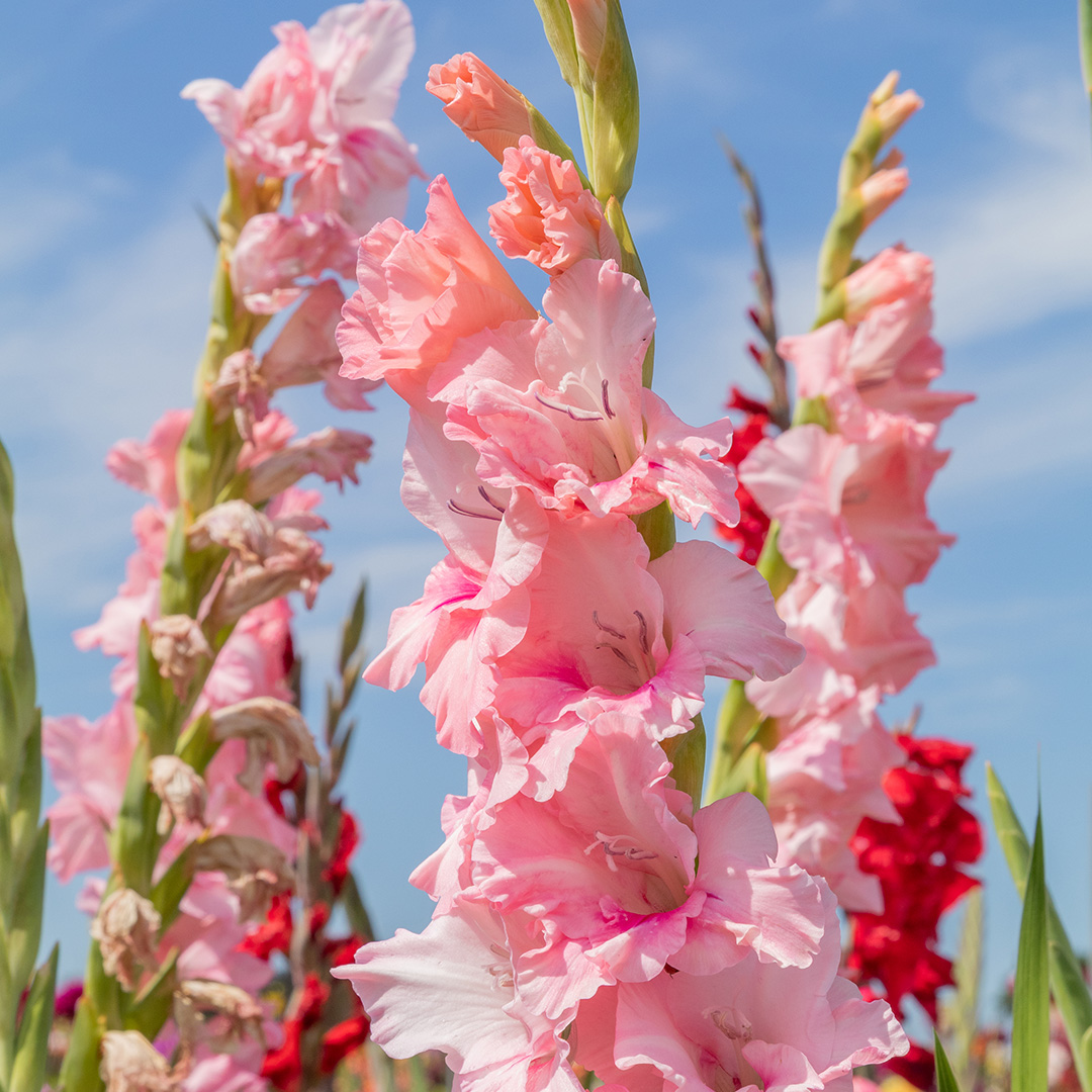 Gladiolus Adrenalin® 12/14 à 100 