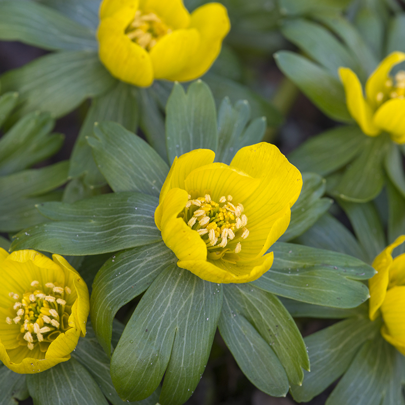 Eranthis hyemalis 4/+ , à 100