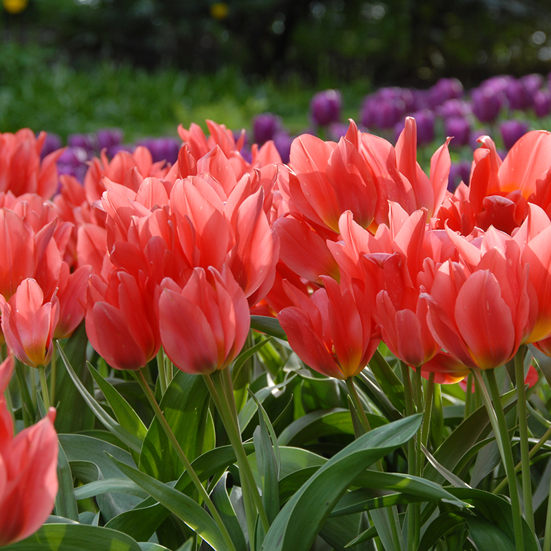 Tulipa Toronto 12/+ , à 50