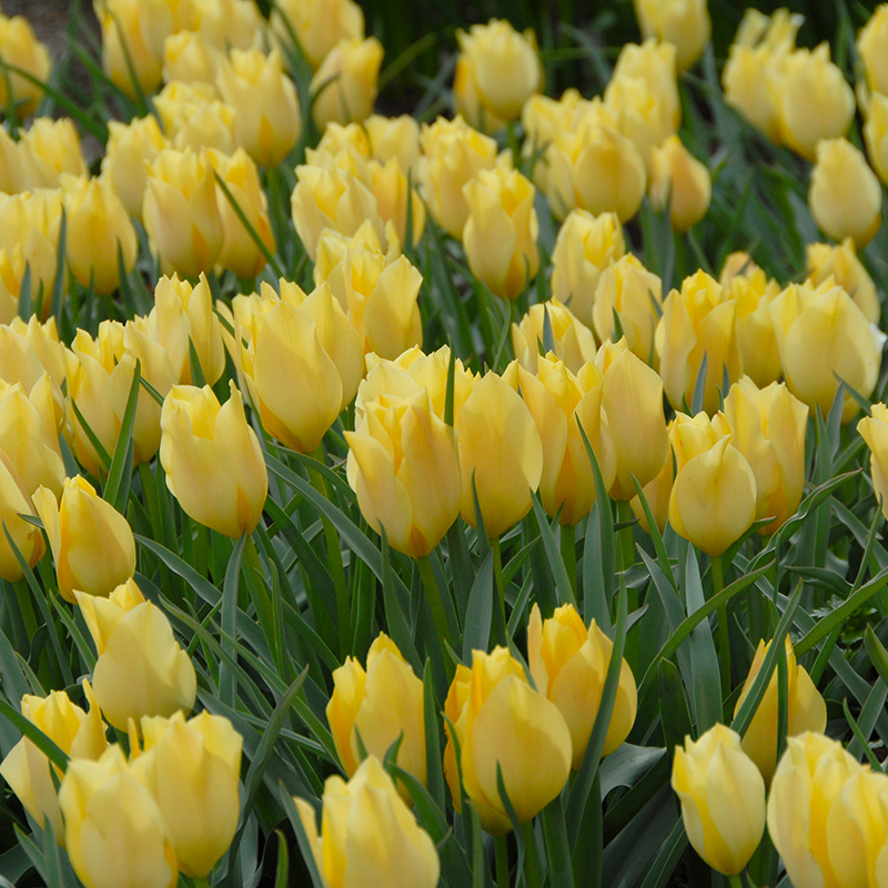 Tulipa batalinii Bright Gem 6/+ , 