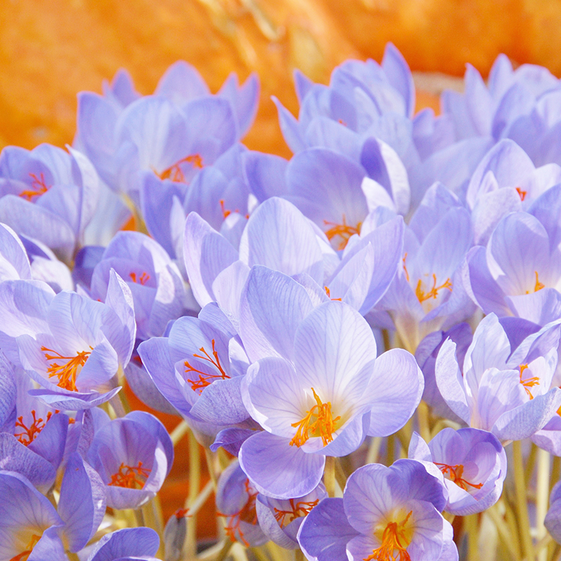 Crocus speciosus 5/7 , à 100