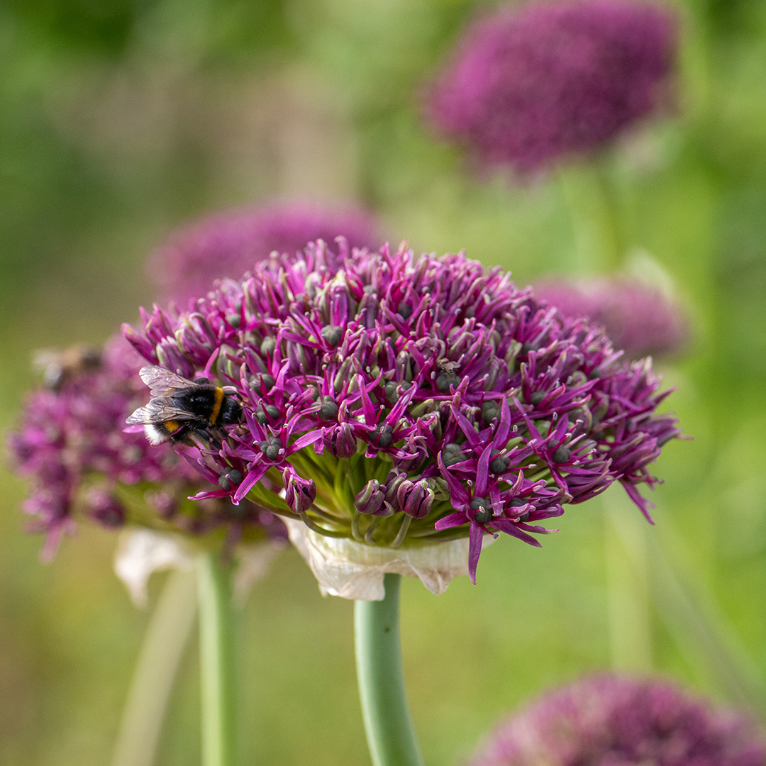 Allium Chicago® 10/+ , à 50