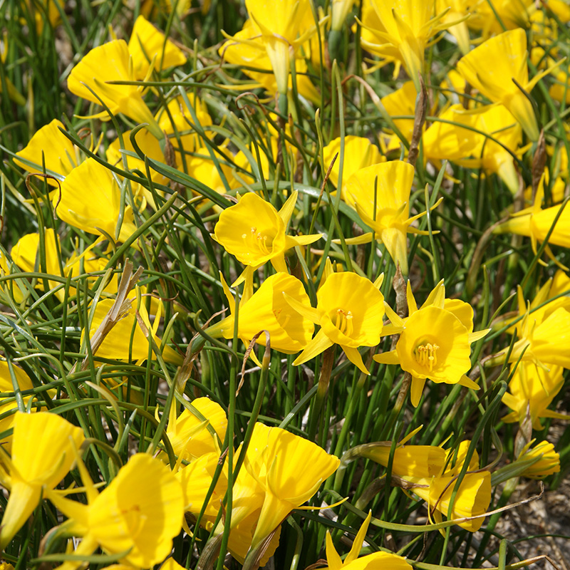 Narcissus bulbocodium Golden Bells z6/+ , 